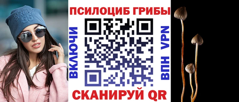 как найти закладки  Почеп  Псилоцибиновые грибы прущие грибы 
